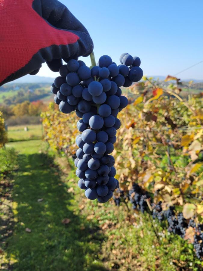 Fantastic View Vineyard Beskid Mountains Gruszow  Exterior photo