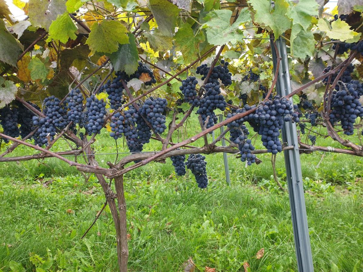 Fantastic View Vineyard Beskid Mountains Gruszow  Exterior photo